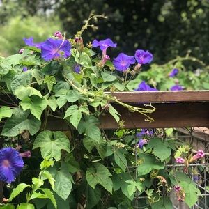 Meet your Posher, Renee